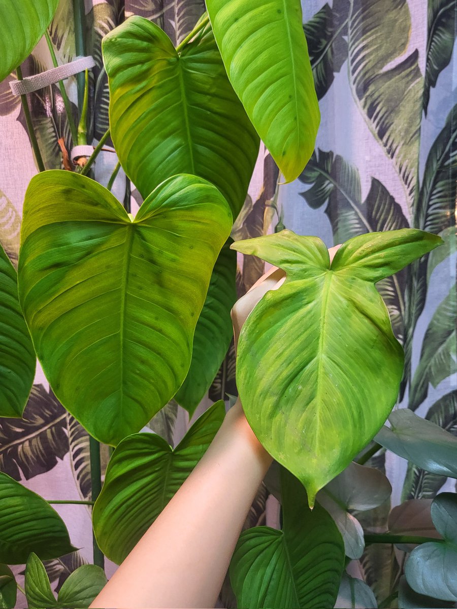 분갈이 중에 부러진 토끼ㅜㅜ 아깝다