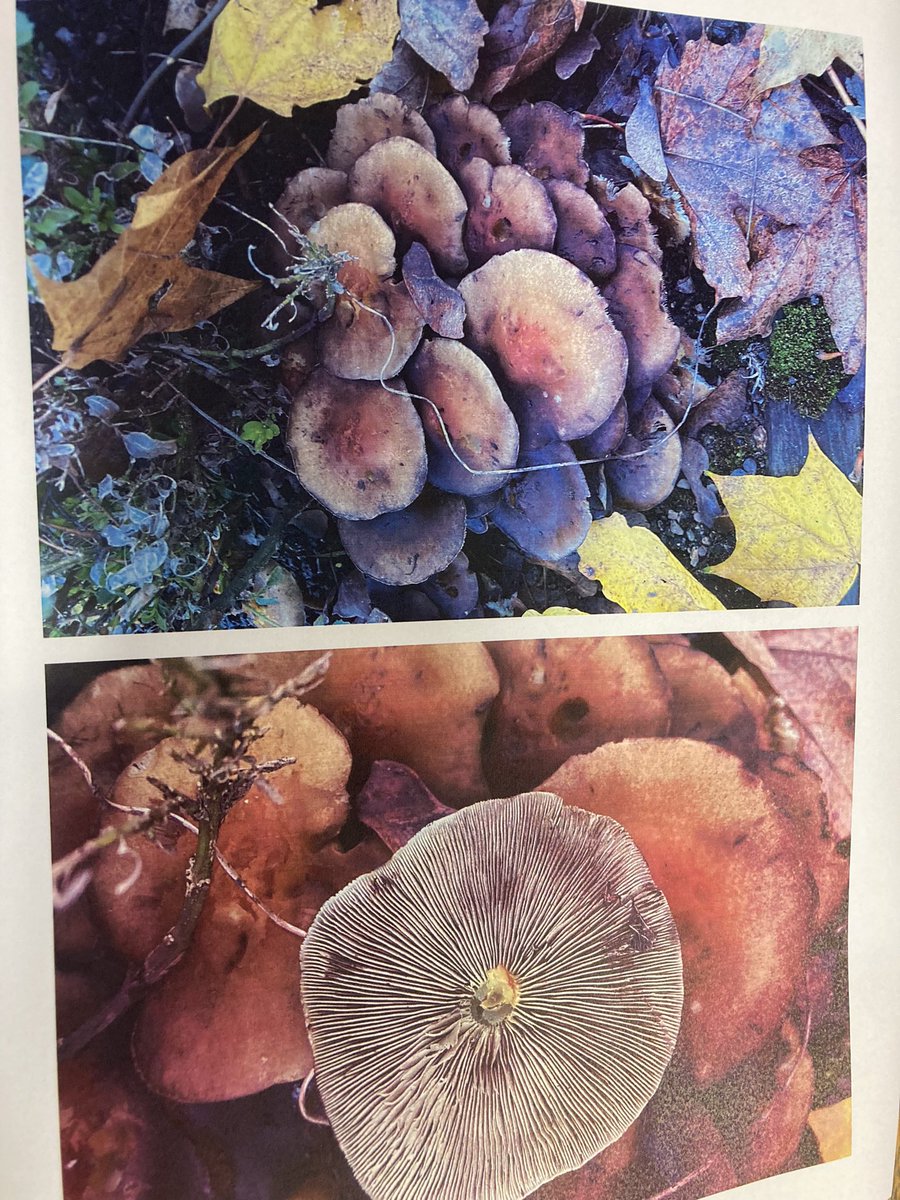 shotbert's tweet image. Any fungi people out there who could identify this one please