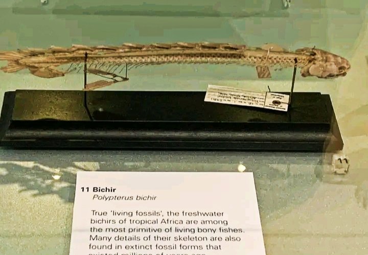 zi5928's tweet image. just wanted to share this amazing photo of one of (Nile Bichir) skeleton in the museum😳 (Melbourne) Australia.
#polypterus
#Livingfossil
#ポリプテルス