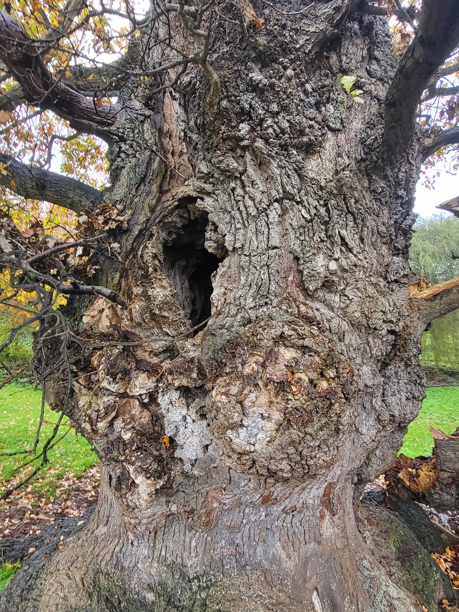 One of the ancient oaks on the Estate has lost another limb. Feels like the trees are taking a real battering at the moment #ancienttrees #climatechange