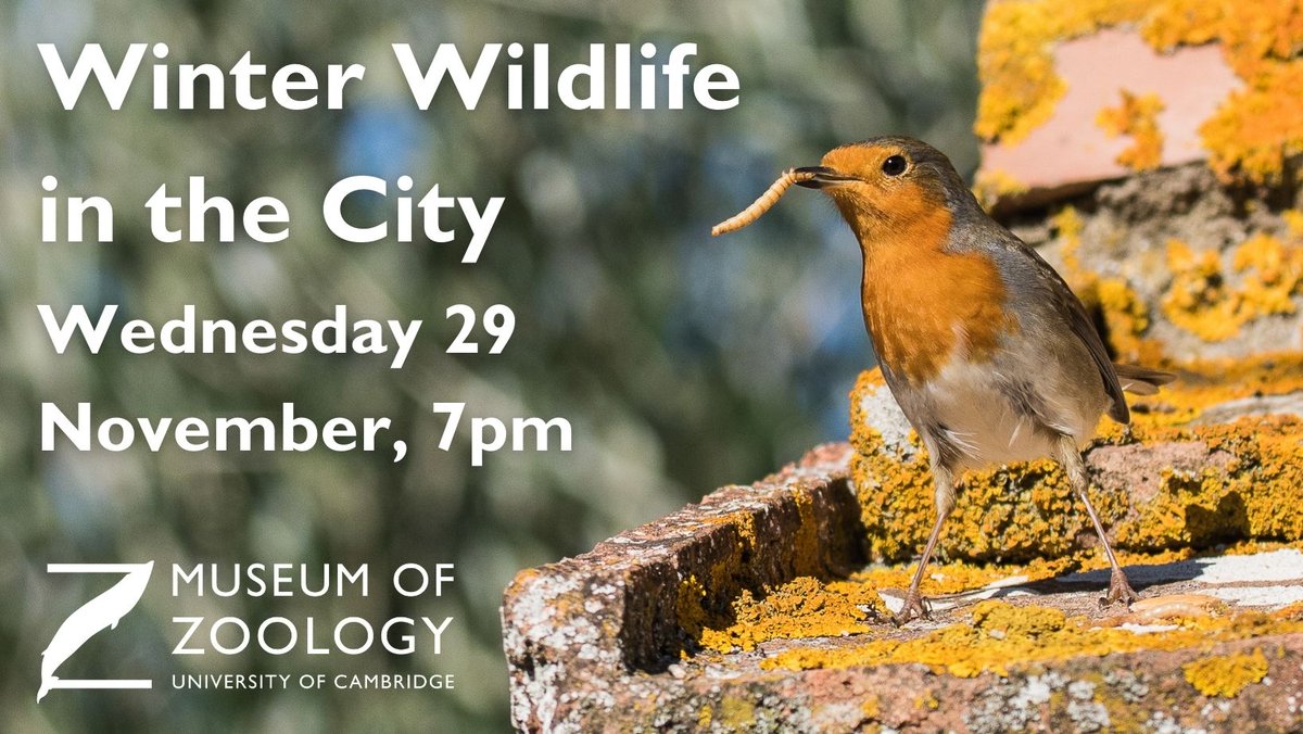 📢DATE FOR YOUR DIARY! Do not miss our Winter Wildlife Livestream on Wed 29 November at 7pm - it's your chance to put your winter birdlife questions LIVE to Curator of Ornithology, Professor Daniel Field. Sign up here: tickettailor.com/events/museumo…