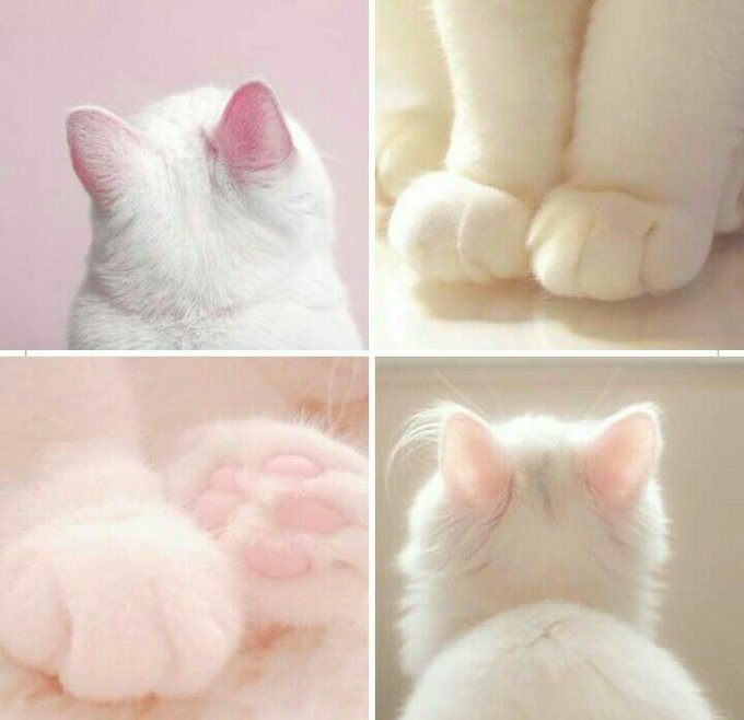 year396172446's tweet photo. cat cat miaomiaomiao https://t.co/q97RJ2PBWJ