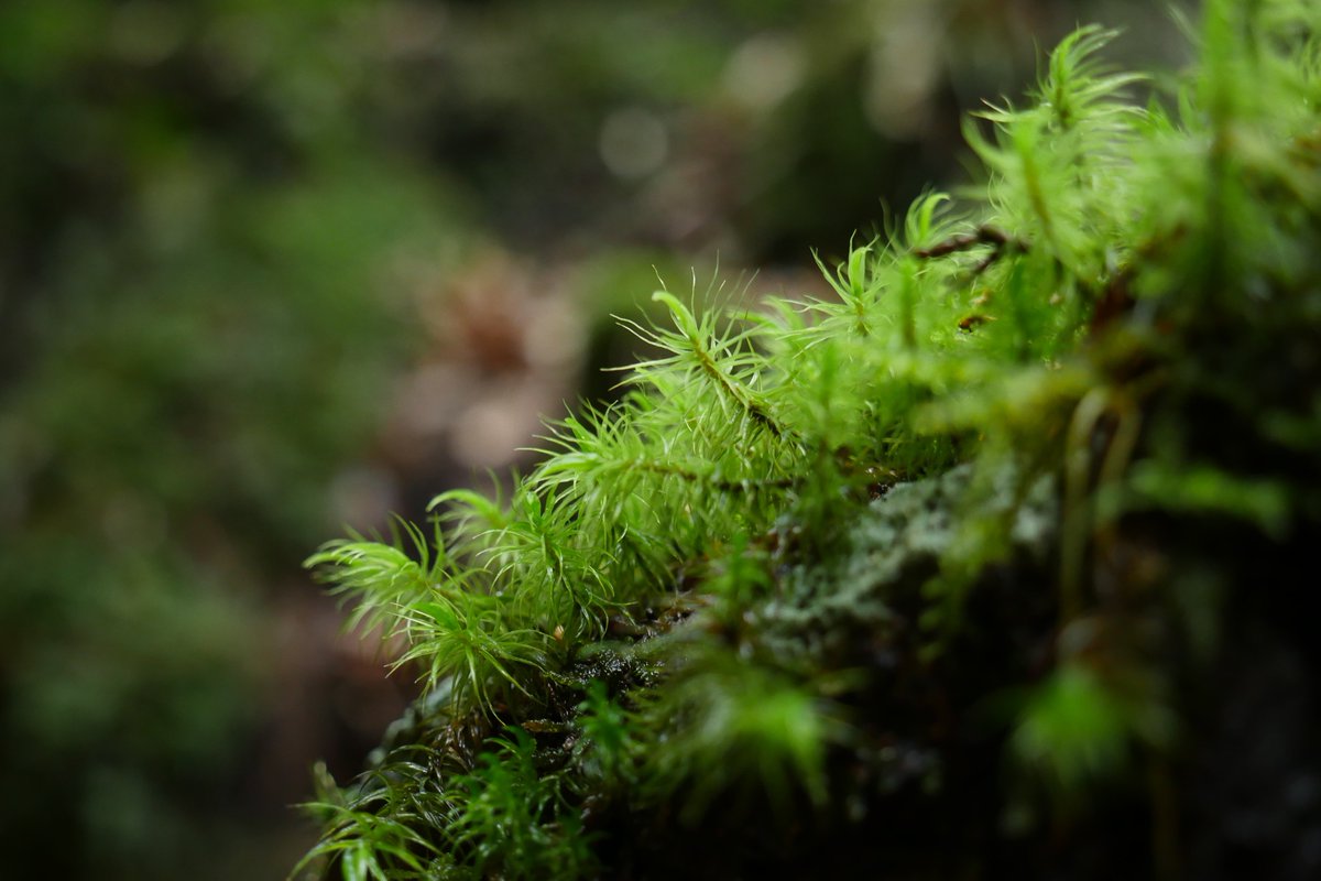 gaku86's tweet image. いい光があると綺麗に撮れますね。

#lumix #gh4