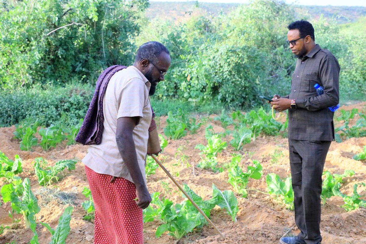 SDCSOM's tweet photo. @SDCSOM M&amp;E team closely monitored the #Cuun farm works progress to ensure that the community was on track with the project objectives. Our team made sure that the GAP trainings they received were being implemented effectively.
#SustainableAgriculture #EmpoweringCommunities https://t.co/YGvbn9RiEZ