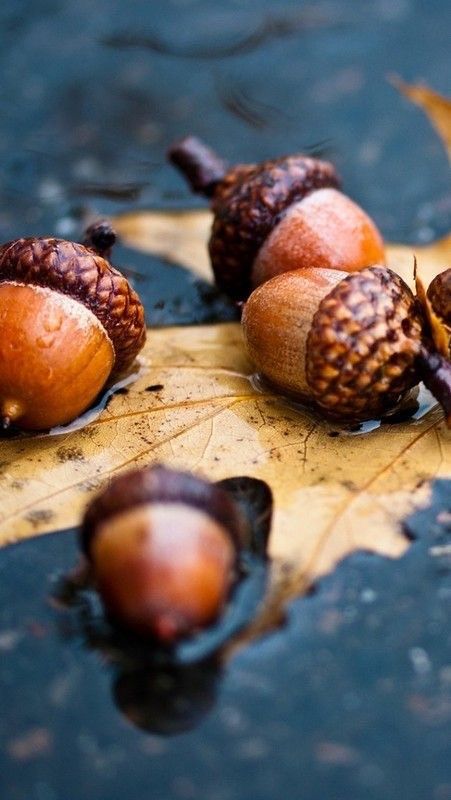 Acorn season is here! 🍂 

#MondayMorning #FallVibes