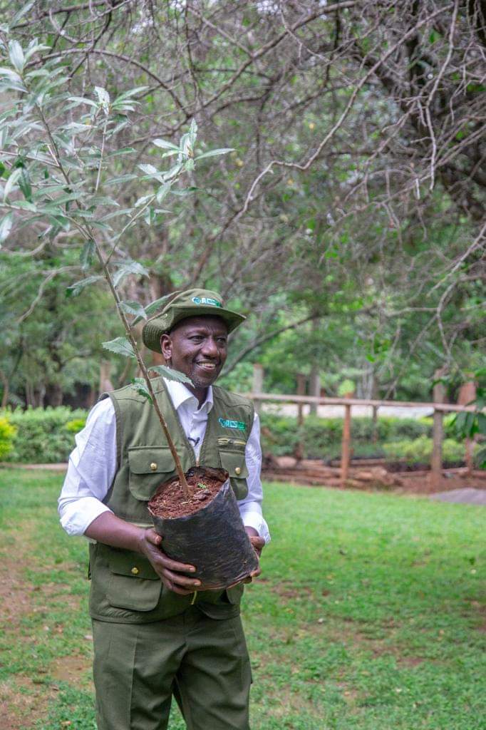 KENYA GOES GREEN 🌳 H.E President Dr William Ruto, PhD embracing the National Tree Planting Day. 🌲 #JazaMiti #TreePlantingDay #KUWA #LandscapingKenya
