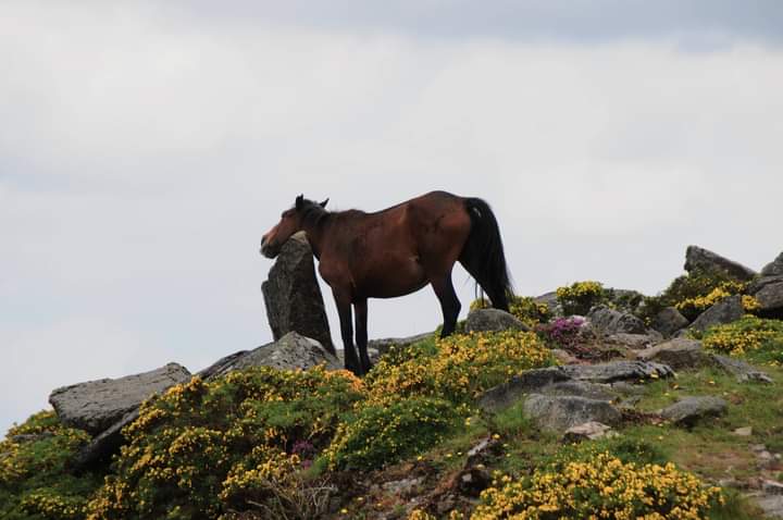 Many ways to relieve an itch!

A Galician pony mare falls behind from the rest of the band and stops beside an upright rock slab. She starts to rub her neck against it gently at first, then with increasingly varied vigor. After about 3 minutes she moves on hurriedly to join the