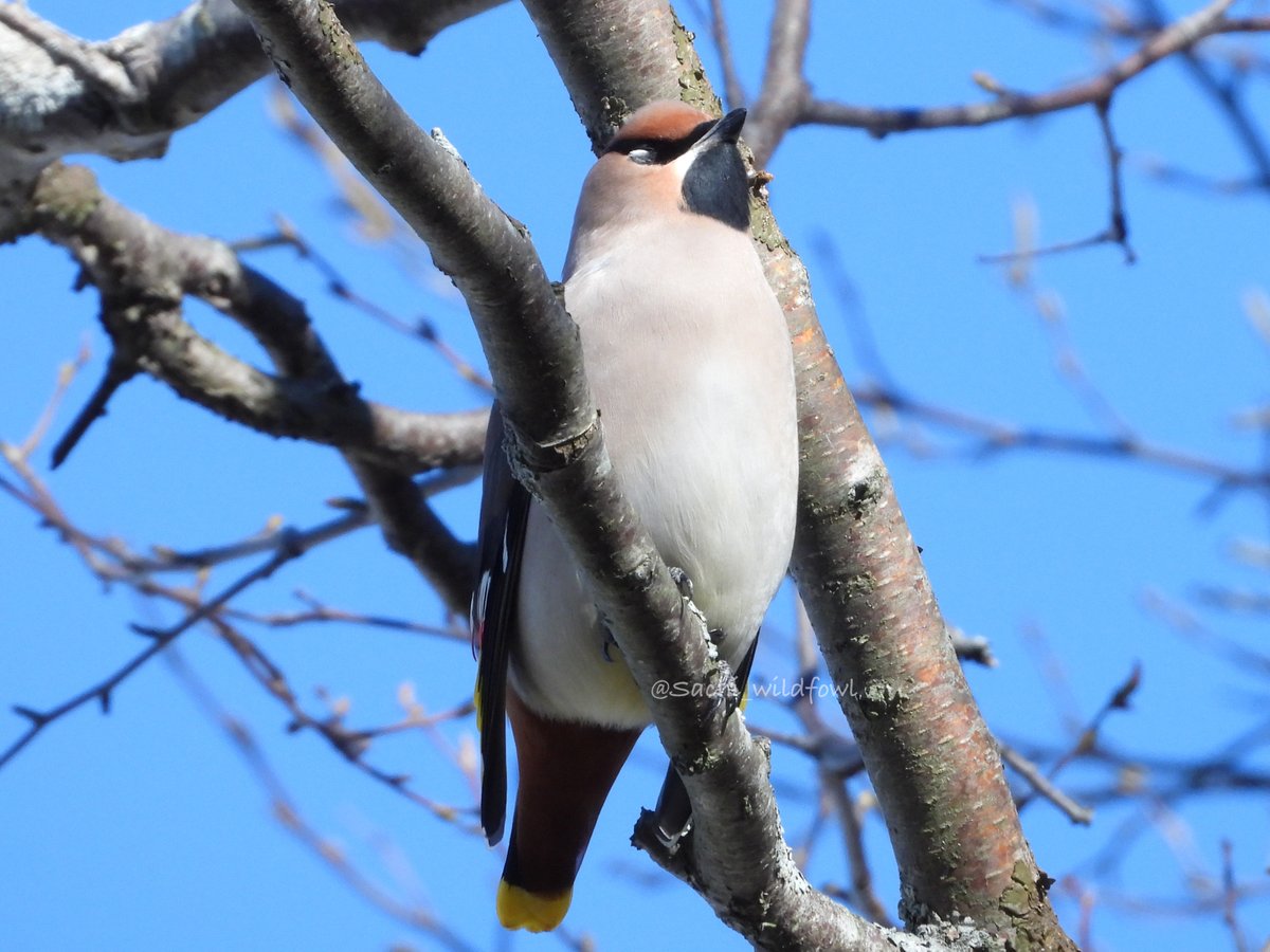 キレンジャク こんなに綺麗な鳥が身近に居たなんて鳥撮り始めるまで知りませんでした🐦‍⬛ (📸2023.11.12) #野鳥 #野鳥撮影 #キレンジャク