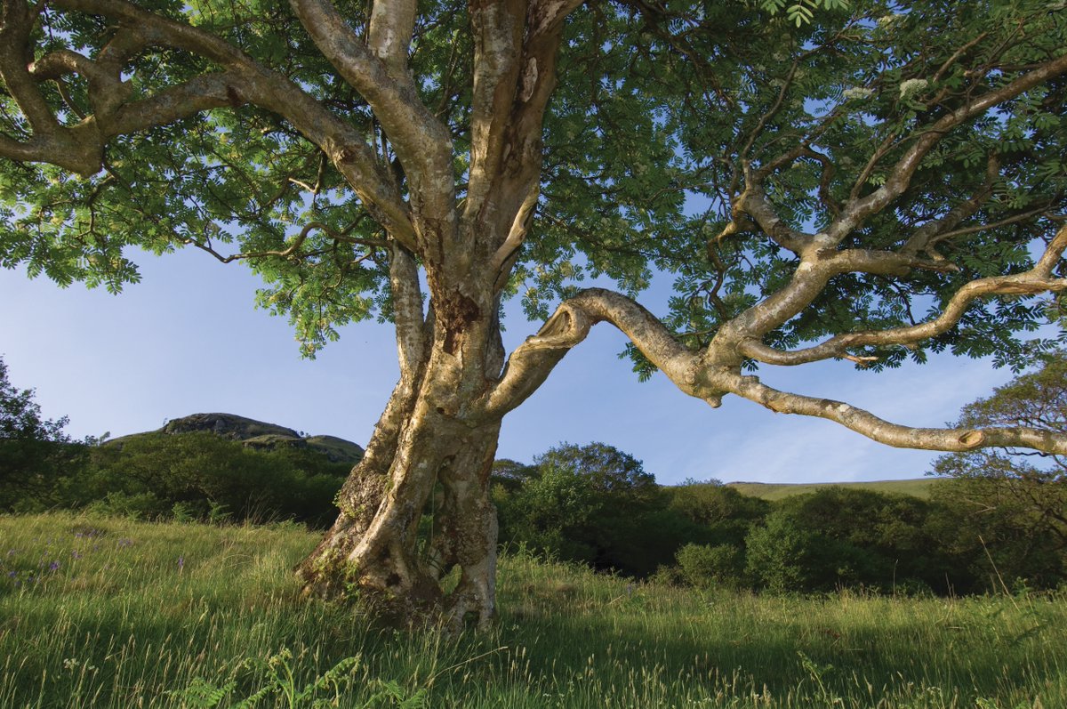 It's #FolktaleWeek! 🌳 Our lives have been so closely linked with trees since prehistoric times, they've been the subjects of legends, folklore and mythology. 👉 Read our blog on the myths and legends tied to our native trees here: bit.ly/4630F8T