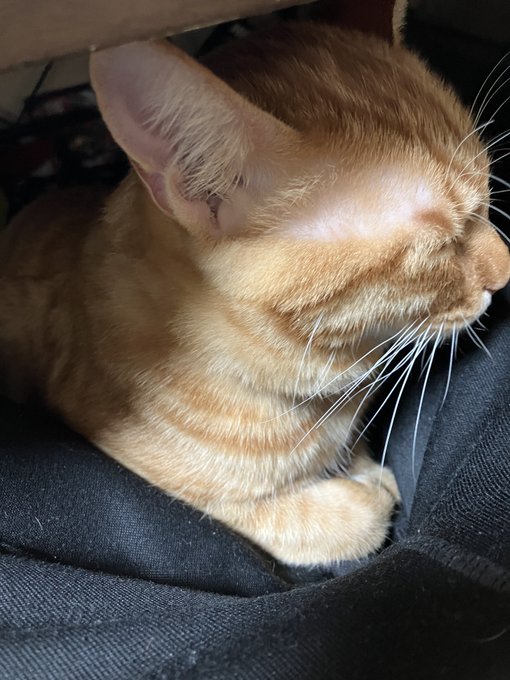 これはPCデスクの下のにゅーねこし 