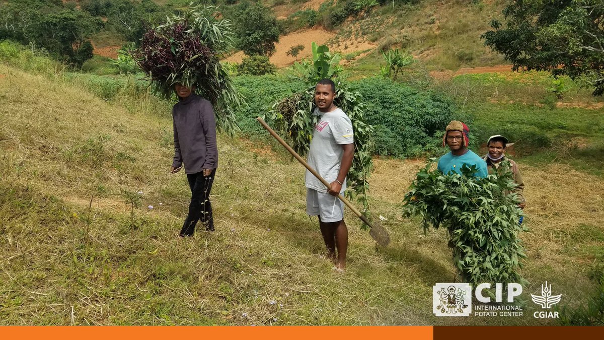 International Potato Center (@cipotato) on Twitter photo In the heart of Madagascar, <a href="/Cipotato/">International Potato Center</a> is now officially at home!
The host country agreement is a landmark moment in our mission for food and nutrition security. Explore the impact we're making together.
👉🏽 bit.ly/AgreementMadag…
🔸 <a href="/WorldBankAfrica/">World Bank Africa</a>
🔸 <a href="/USAIDMadagascar/">USAID Madagascar</a> In the heart of Madagascar, <a href="/Cipotato/">International Potato Center</a> is now officially at home!
The host country agreement is a landmark moment in our mission for food and nutrition security. Explore the impact we're making together.
👉🏽 bit.ly/AgreementMadag…
🔸 <a href="/WorldBankAfrica/">World Bank Africa</a>
🔸 <a href="/USAIDMadagascar/">USAID Madagascar</a>
