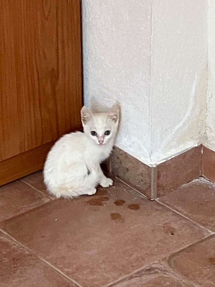 bonmati_m's tweet photo. Acabo de salvar a un minigato de morir aplastado en la carretera. Yo no me lo puedo quedar, pero, porfa, si me ayudáis a difundir y encontrarle un hogar, os lo agradecería muchísimo. 
Tendrá alrededor de un mes. Momento precioso para iniciar andadura con su humano. https://t.co/UGgxr6cufV