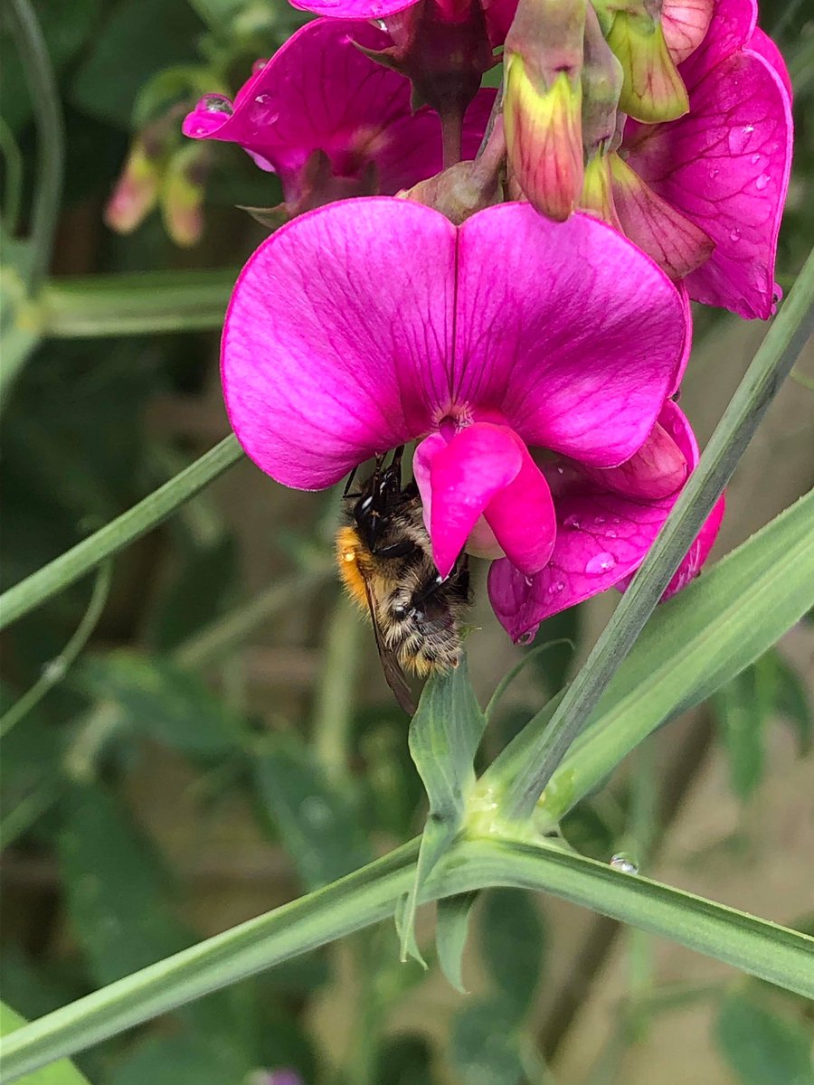 HorticultureTh1's tweet photo. These sweet peas delight every year with no effort at all, just need to regularly gather a profuse amount of flowers. https://t.co/mYPe2IhIae