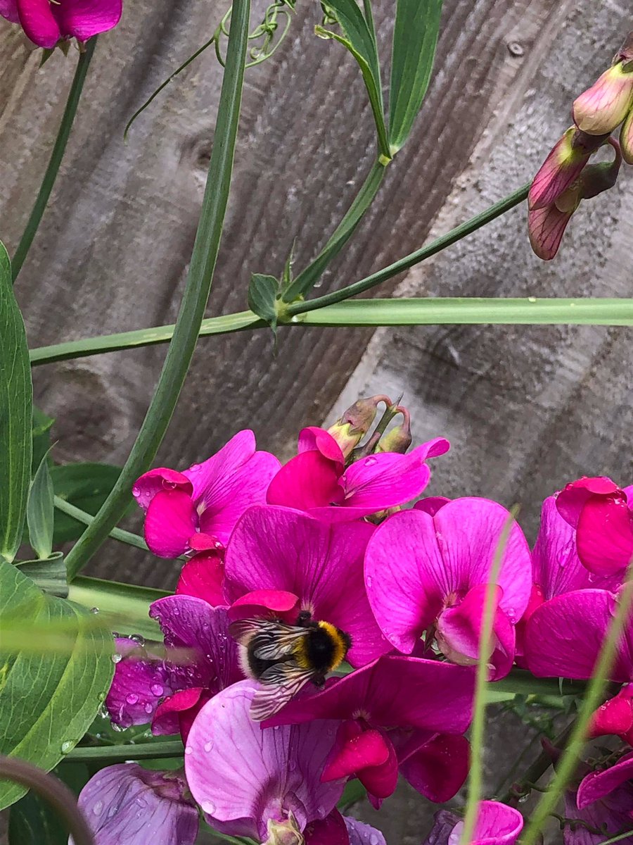 HorticultureTh1's tweet photo. These sweet peas delight every year with no effort at all, just need to regularly gather a profuse amount of flowers. https://t.co/mYPe2IhIae