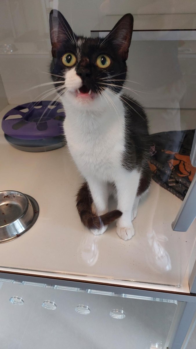 dierenasieloost's tweet photo. Kat gevonden #Loenermark #Amsterdamnoord
Wie herkent deze lieverd? โค๏ธ https://t.co/HlT2NY8g5Z