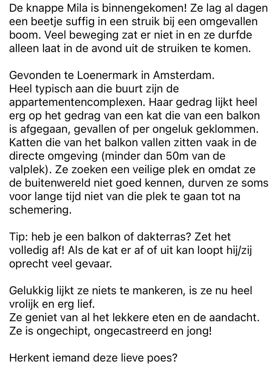 dierenasieloost's tweet photo. Kat gevonden #Loenermark #Amsterdamnoord
Wie herkent deze lieverd? โค๏ธ https://t.co/HlT2NY8g5Z