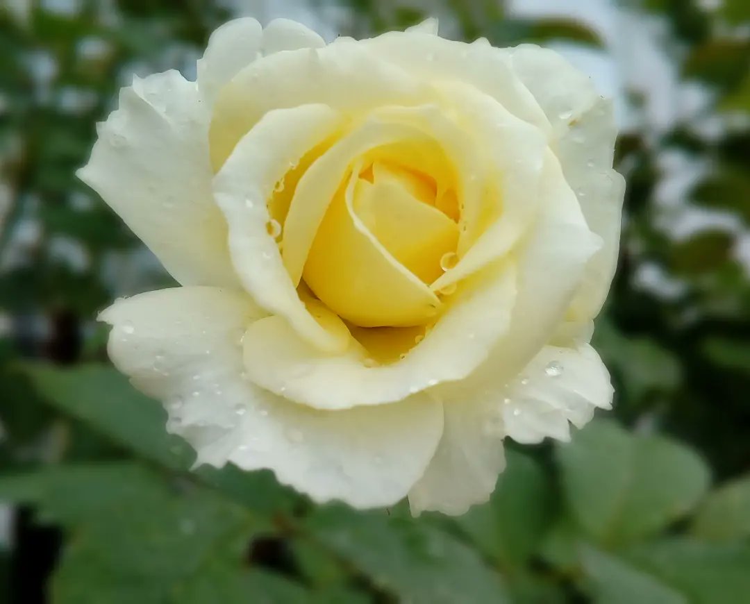 BaraRosegarden's tweet image. #🌿Roses🌹2023 📸
♡ピルグリ厶は第2花の咲き残り・・
グラハムは太い幹が一本 腐って折れてしまった
飾れる花を5〜6本切り花に✨✨
#ThePilgrim ER.1987
#GrahamThomas ER.1983