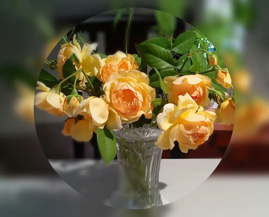 BaraRosegarden's tweet image. #🌿Roses🌹2023 📸
♡ピルグリ厶は第2花の咲き残り・・
グラハムは太い幹が一本 腐って折れてしまった
飾れる花を5〜6本切り花に✨✨
#ThePilgrim ER.1987
#GrahamThomas ER.1983