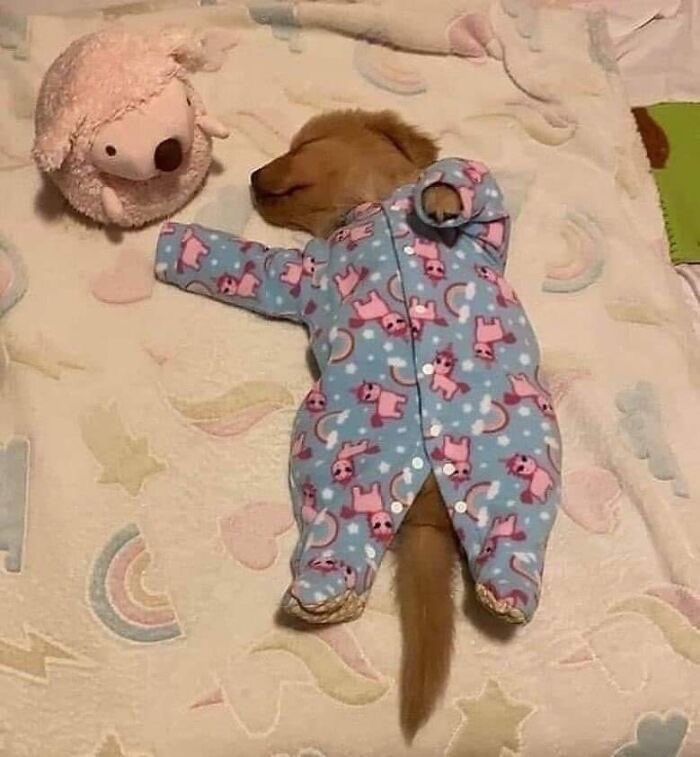 petsyouluv's tweet photo. Mood rn 😴
#mood #animal #dogs #dog https://t.co/Haa302PlOV