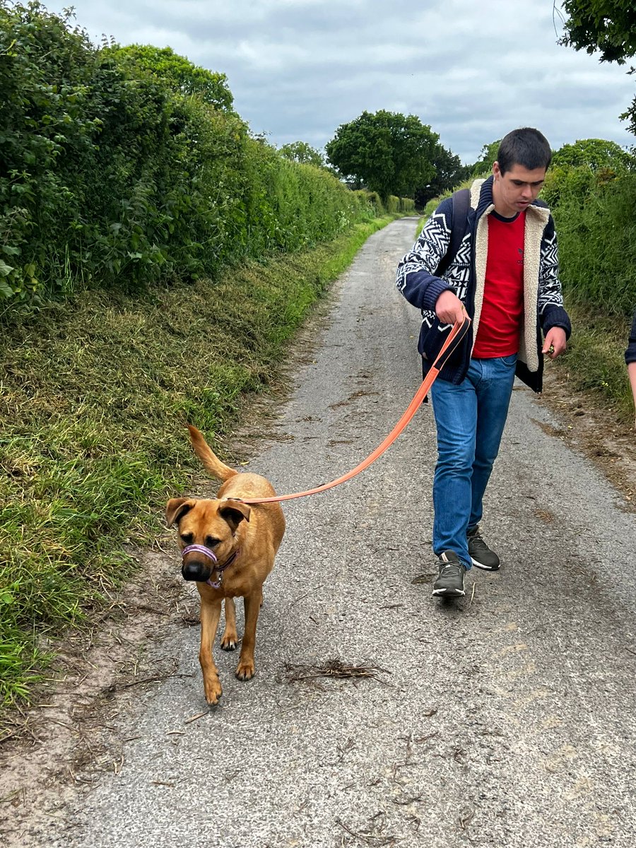 Cascade_Cohen's tweet image. Joe volunteered to walk some dogs. What a fantastic thing to do! 
#Dogwalking 
#exerciseforall
