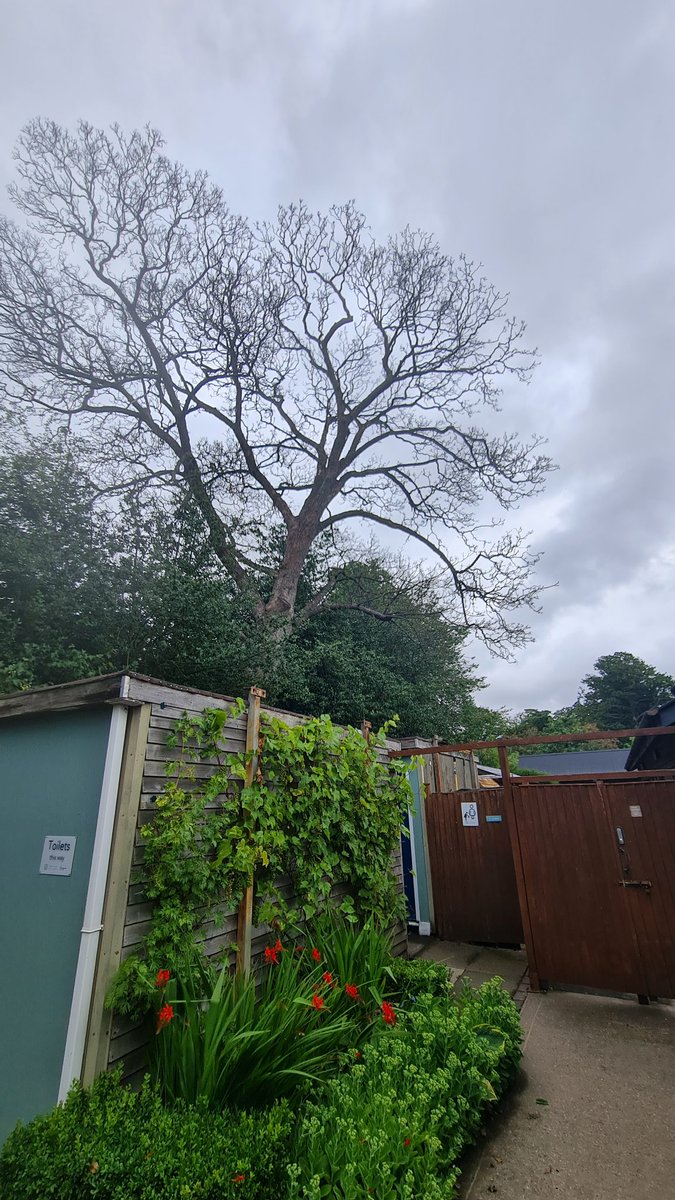 BorealTrees tweet media