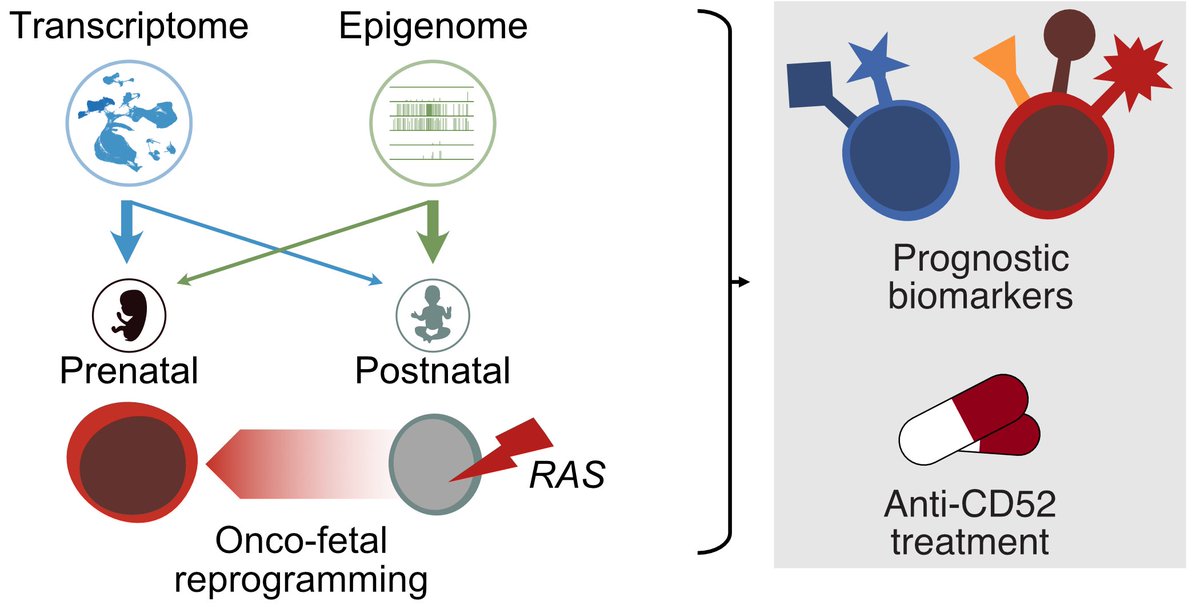 mp_hartmann's tweet image. Happy to share the link to my SCOG online lecture on #oncofetal #reprogramming and #Immunotherapy in the #RAS driven #childhood #leukemia JMML, using #multiomics analyses on #stemcells. 

@singlecellomics 
@DKFZ 
@NCT_HD 
@TMO_Heidelberg 
@TransCanEpi 

youtu.be/oexaAGrMlvA