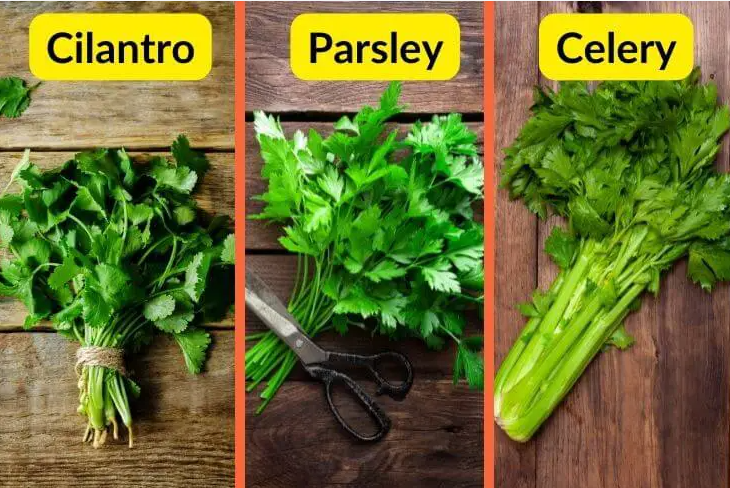 Difference Between Parsley And Cilantro