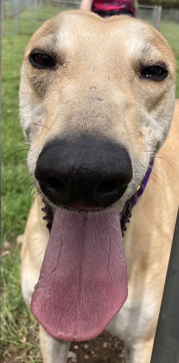 GreyhoundRFife's tweet photo. It’s #FridayBoops &amp; bonus #Tonguesout from smart cookie Teejay. He’s adorable , playful &amp; looking for a #ForeverHome 
#DogsOfTwitter #GreyhoundsMakeGreatPets #AdoptDontShop #FureverHome #Snoots #BoopTheSnoot #AdoptMe More on adopting a #Greyhound at https://t.co/zX5kFdhk7Z 🤞🏽💙 https://t.co/B5gcneTyg7