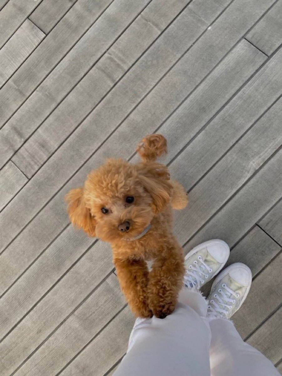 petsyouluv's tweet photo. Tell him he is a good boy🥰🥰
#dogs #dog #animals #pets https://t.co/nVVF4ItilM