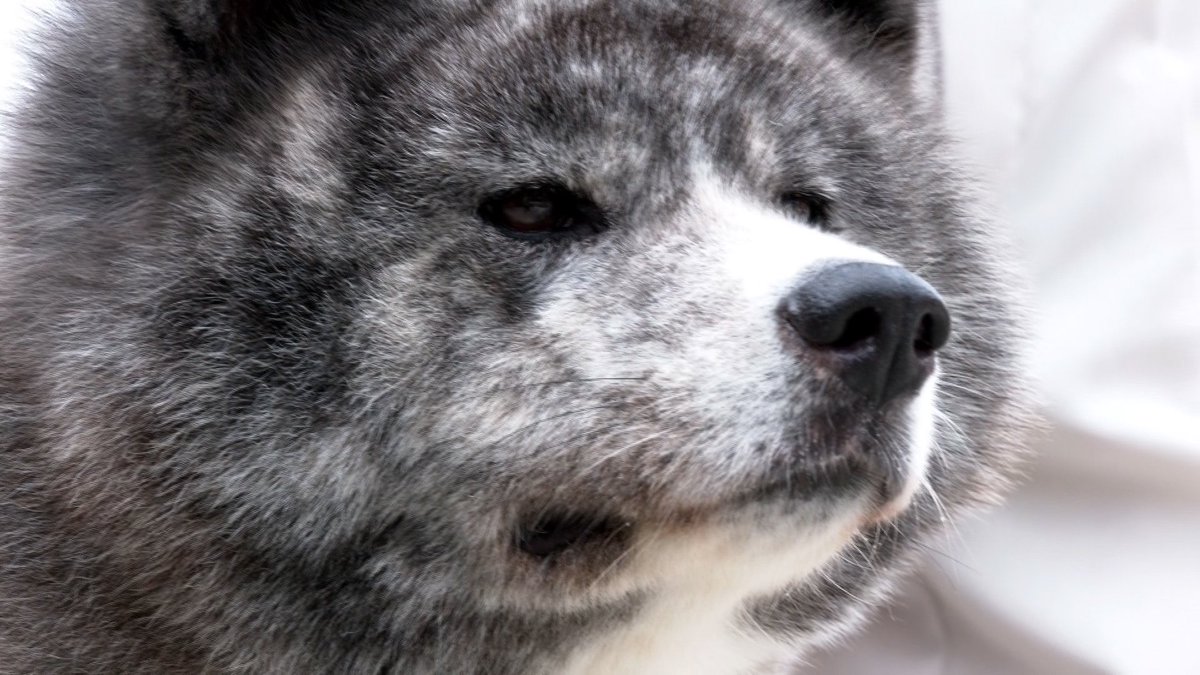日本一美しいメスの秋田犬が富山県にいると聞き、会いに行ってきました