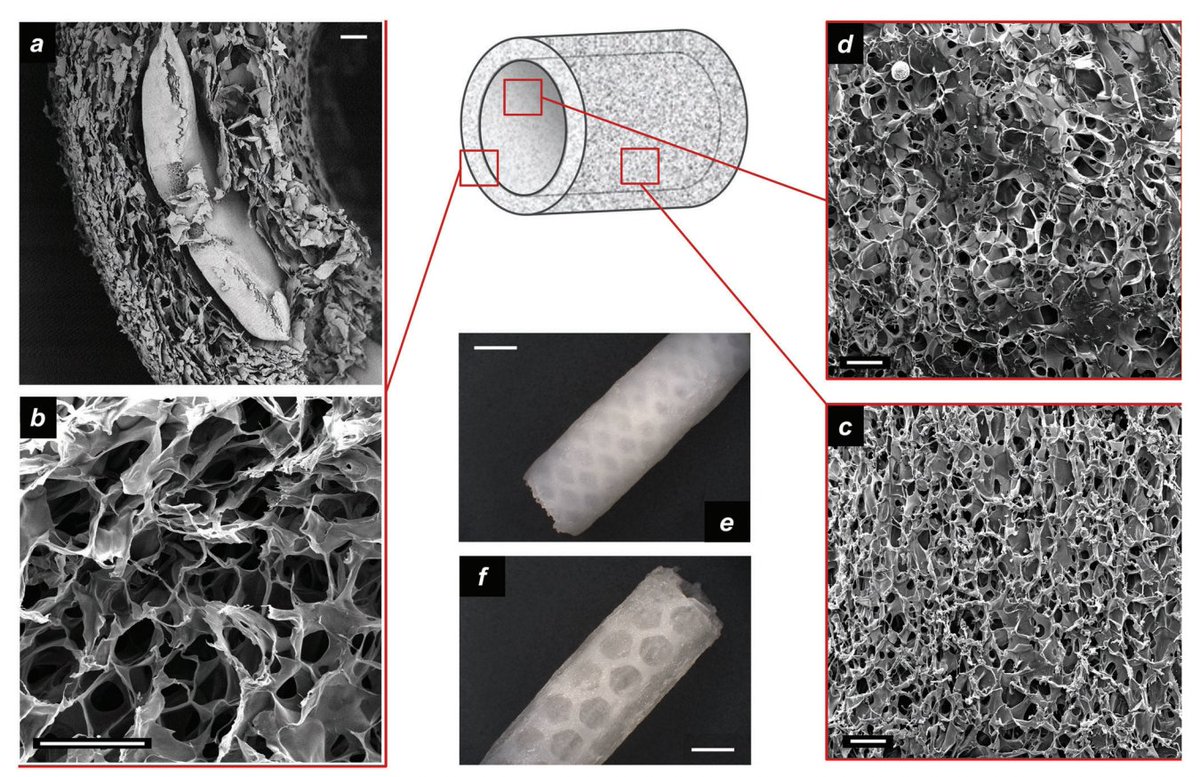 Our paper on #neural #regeneration and #biomaterials is now out in #Advanced #Materials #Technologies led by Eugenio Redolfi with @xaviernavarro8 and many others: onlinelibrary.wiley.com/doi/full/10.10… We are planning interesting #translational #medicine experiments in the future...