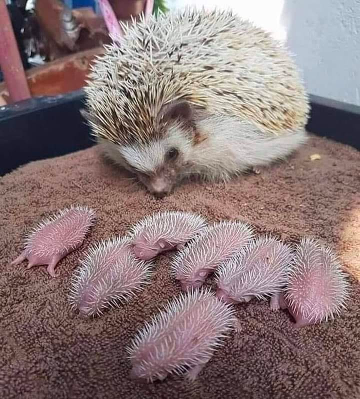 EnsedeCiencia's tweet photo. Un usuario de Reddit compartió estas imágenes de crías de erizo con su madre 🦔

Como puedes observar, las crías nacen con unas ligeras "púas". Para evitar que la madre sufra daños al parir, estos también nacen cubiertos de una membrana acuosa, que a las pocas horas desaparece mostrando las primeras púas verdaderas, completamente blancas y tiernas.

La piel de los ejemplares recién nacidos es rosada.
