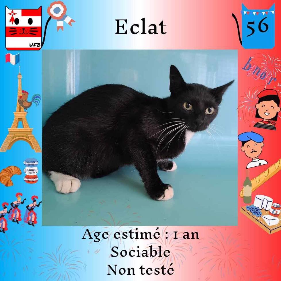 Notre petit ECLAT est SAUVE
Il va partir à la SPA de CROZON dans le Finistère(29)
Un grand Merci à la responsable de ce refuge qui a fait le maximum pour l'accueillir malgré son manque de places suite à trop d'abandons