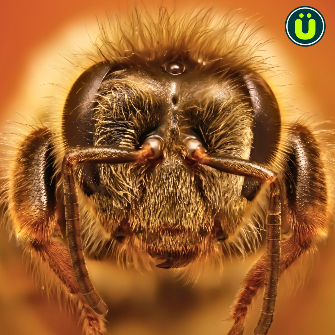 UberFacts's tweet photo. The queen bee doesn't stop mating until she accumulates over 70 million sperms from numerous partners https://t.co/KP5ZeJCMfr