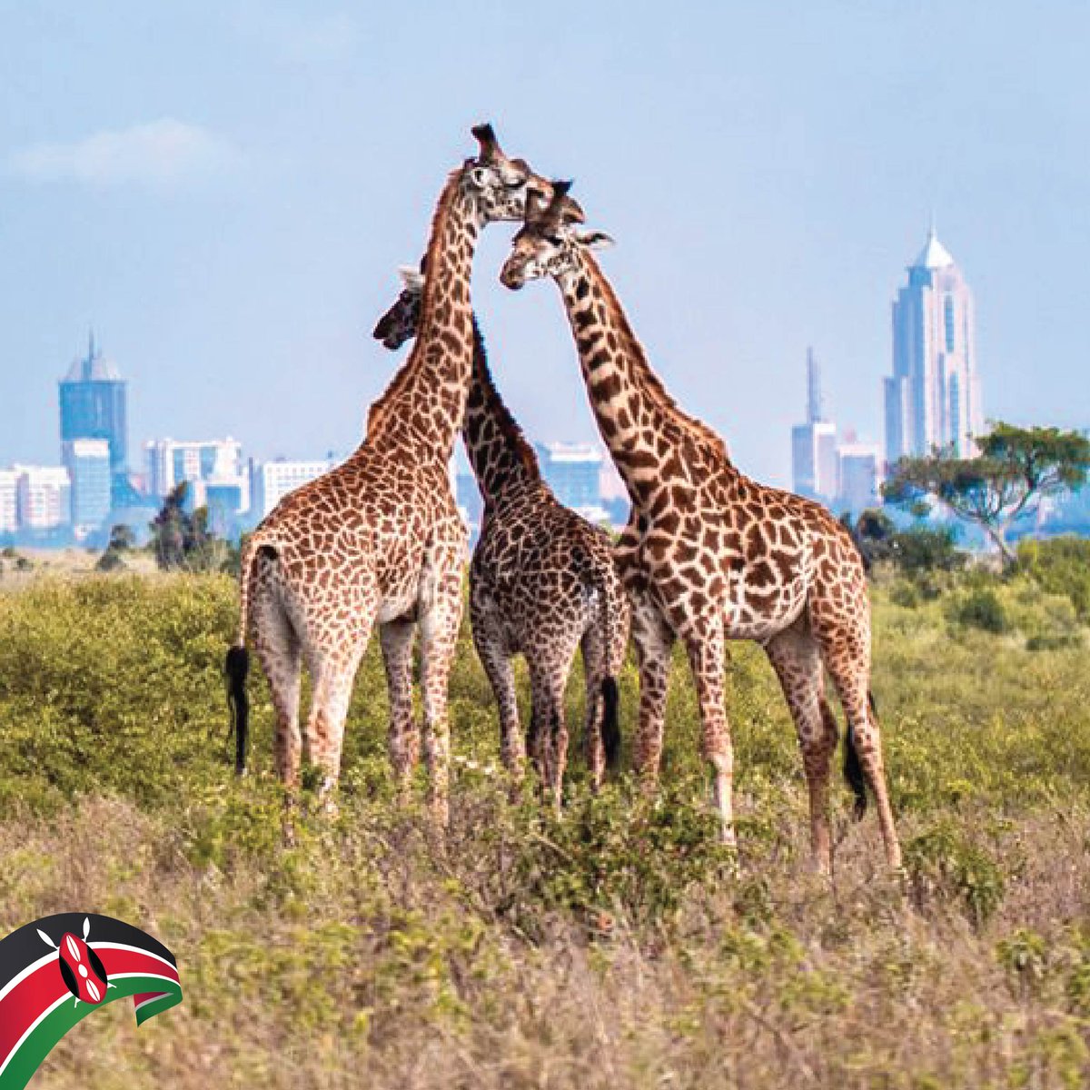 DematechSA's tweet photo. Something about Kenya!

The capital city of Kenya is Nairobi, which is also the largest city in the country. Nairobi serves as the economic, political, and cultural hub of Kenya. 

It is a vibrant city with a mix of modern infrastructure, bustling markets, and lush green spaces. https://t.co/XreyogryQ5