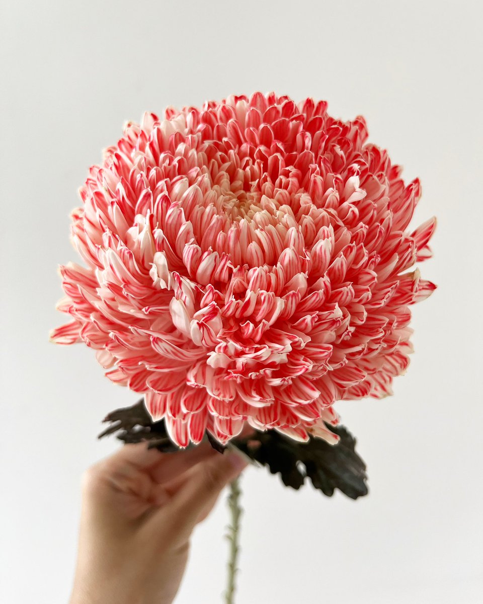 jannahjailani's tweet photo. One of my fave things of having my tiny flower shop is stumbling on rly gorgeous new blooms some weeks - look at this massive chrysanthemum in a shade of bright coral. Looks like it was watercoloured. The right is the flower in this week’s full arrangement 🥰 just RM36/bunch! 🌼 https://t.co/FzPUUl7Hxq