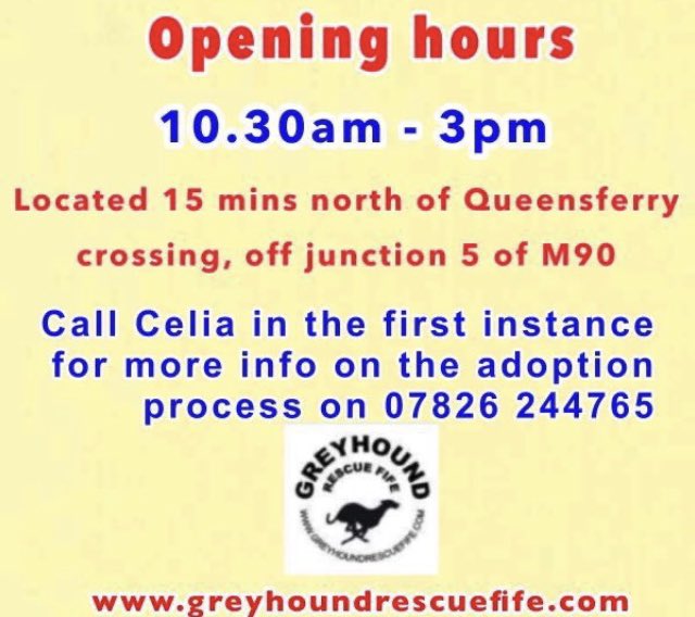 GreyhoundRFife's tweet photo. Teejay(5) loves walks &amp; to play in the run. He would need regular access to an enclosed garden, as he loves outdoor life. Sociable with most large/med hounds, no small furies. Someone is missing out on a lovely fawn. For info ☎️Celia 07826 244765 #AdoptDontShop #FridayFeeling 🤞🏽 https://t.co/PkgAKZHul5