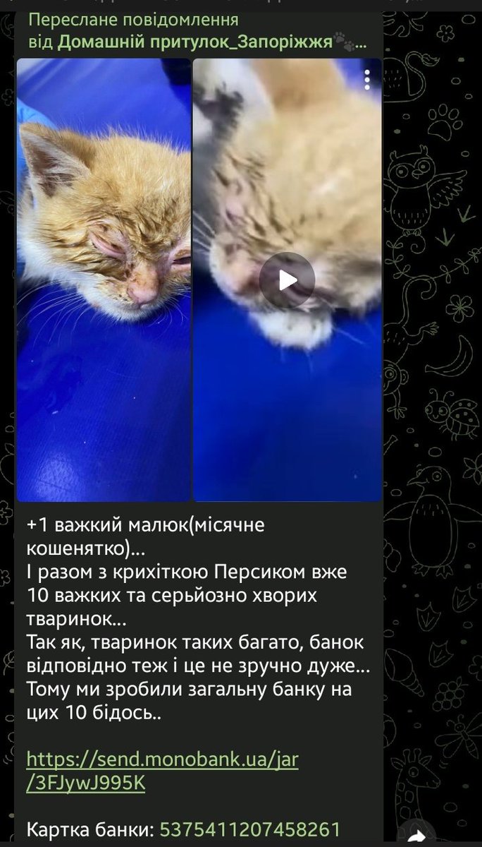 🇺🇦 tweet media