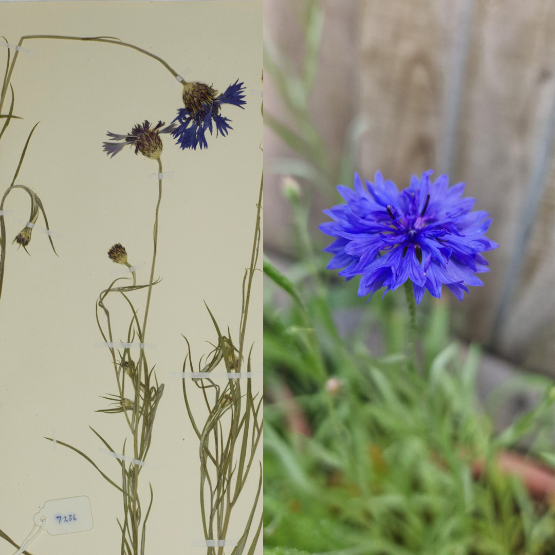 Digitising the NHM tweet media