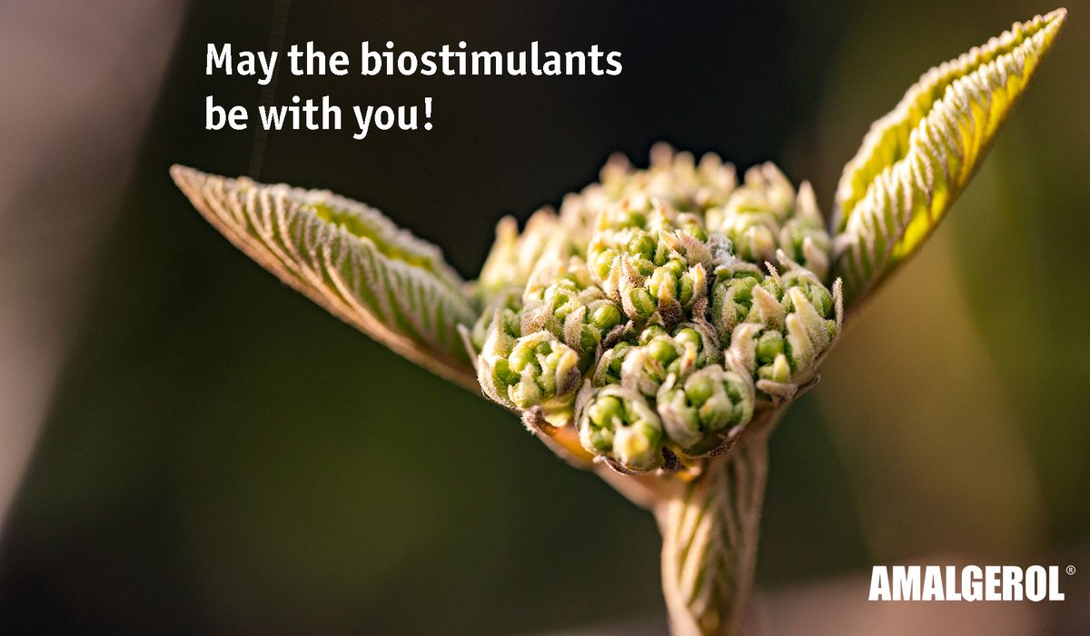 🚀✨ May the Biostimulant Force Be with You! ✨🌱
Biostimulants - the secrets of the agricultural force!
Just as Jedi Knights harness the Force to unlock their full potential, biostimulants provide plants with the extra boost they need to thrive. 
#amalgerol #biostimulant