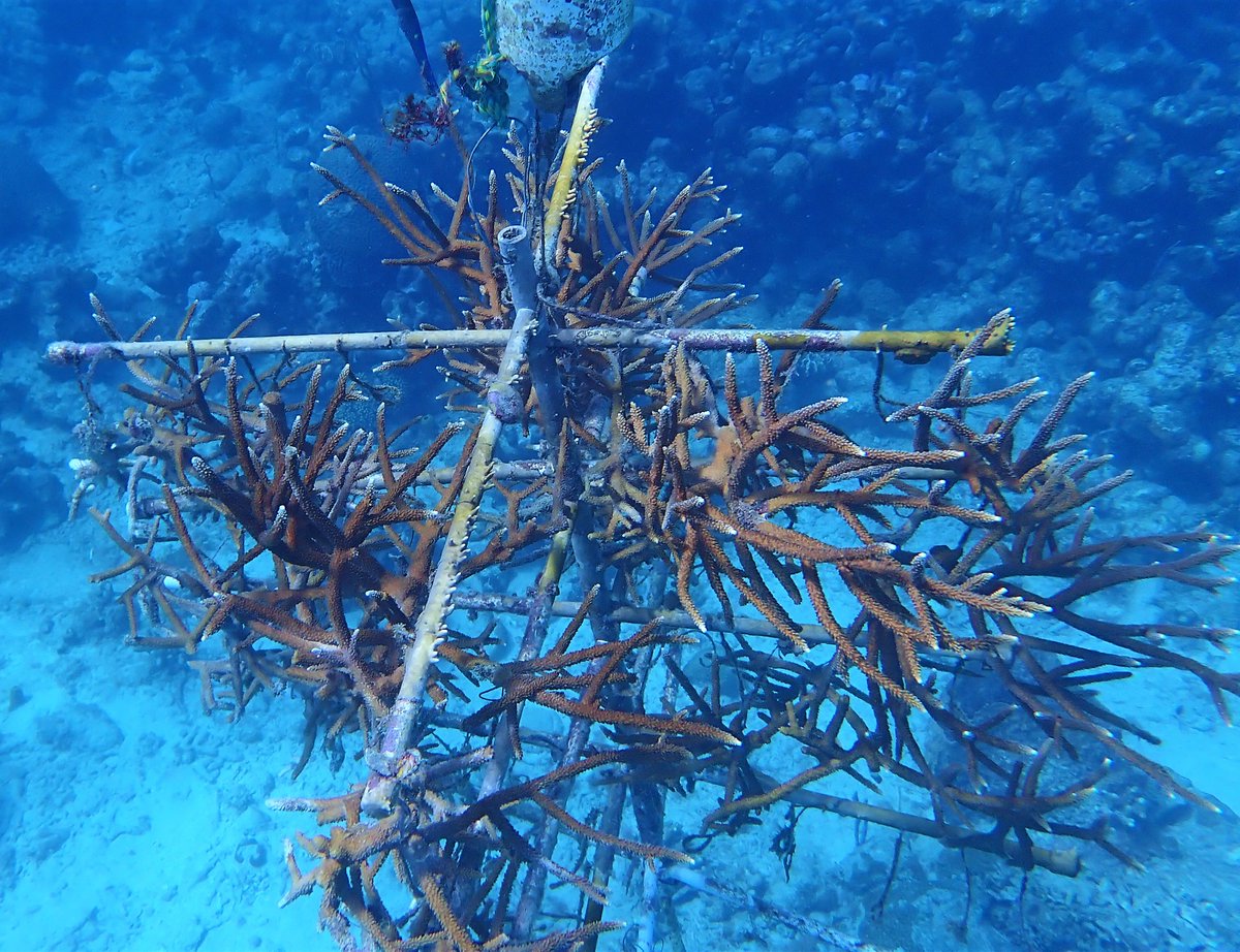 CORALL was founded with the mission ‘To Foster the Conservation and Restoration of Coral Reef Ecosystems in Barbados for the Well Being of All’. This mission becomes a reality with help from @GEF_SGP. wrld.bg/cxE950Pa0Z3 #BuildBackBiodiversity #ForPeopleForPlanet