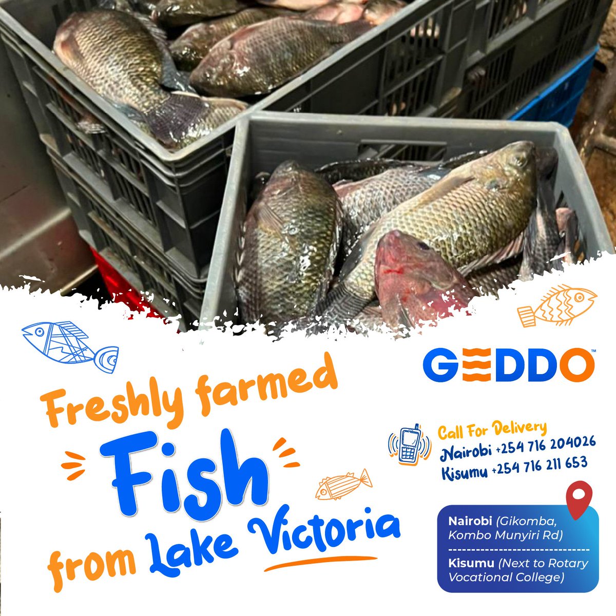 GEDDOFreshFish's tweet photo. Freshly farmed Fish🐟 from Lake Victoria 🌊

✨ Fresh &amp; 😋 Tasty 🐟 Tilapia! 💙

📍Nairobi (Gikomba, Kombo Munyiri Rd) +254 716 204026
📍Kisumu (Next to Rotary Vocational College) +254 716 211 653 https://t.co/h7fhSo8GFC