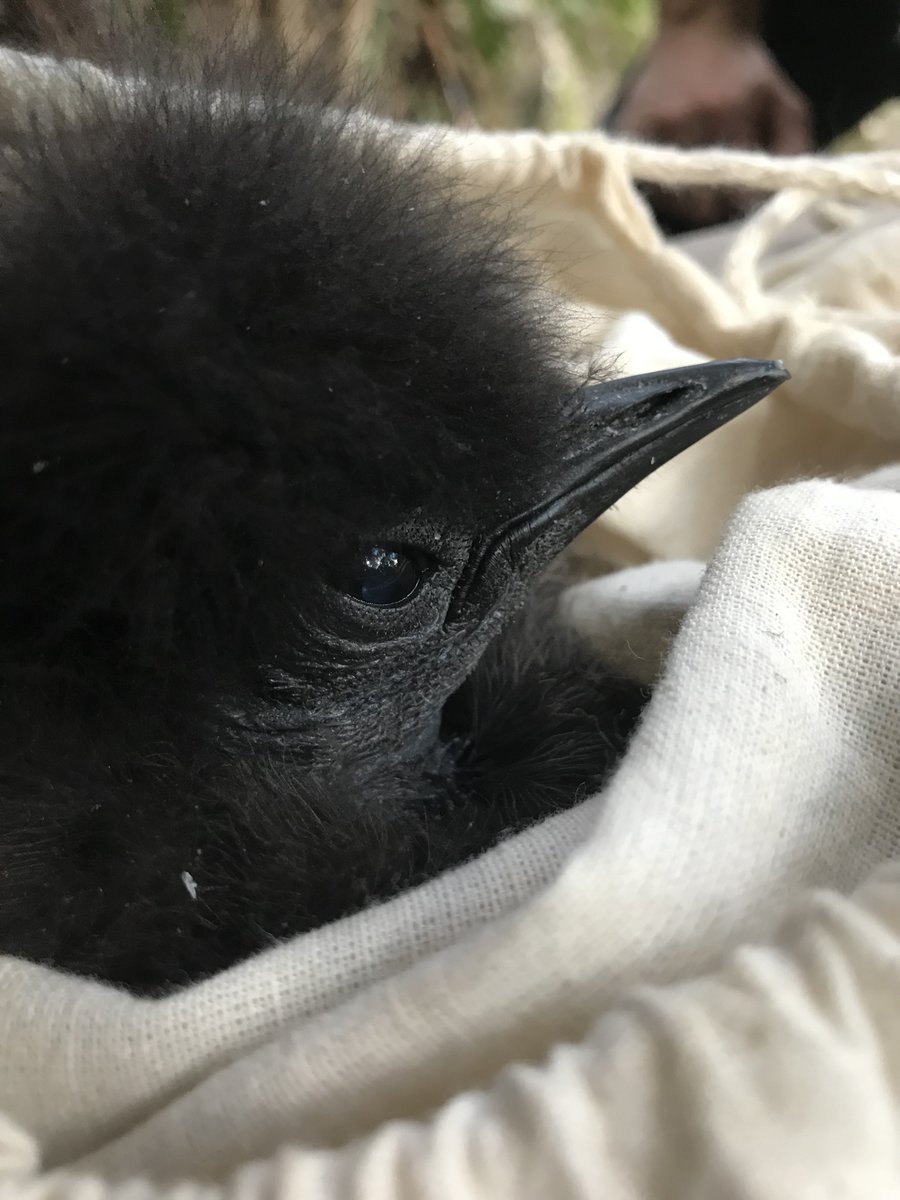 Our new paper is out in @Amornith! We now know that "Preferred nesting habitat of the slow-breeding Superb #Lyrebird is rare and was disproportionately impacted by Australia’s “Black Summer” #megafires (2019–2020).." academic.oup.com/condor/advance…. Congratulations <a href="/lyrebirdlab/">Lyrebirdlab</a>
