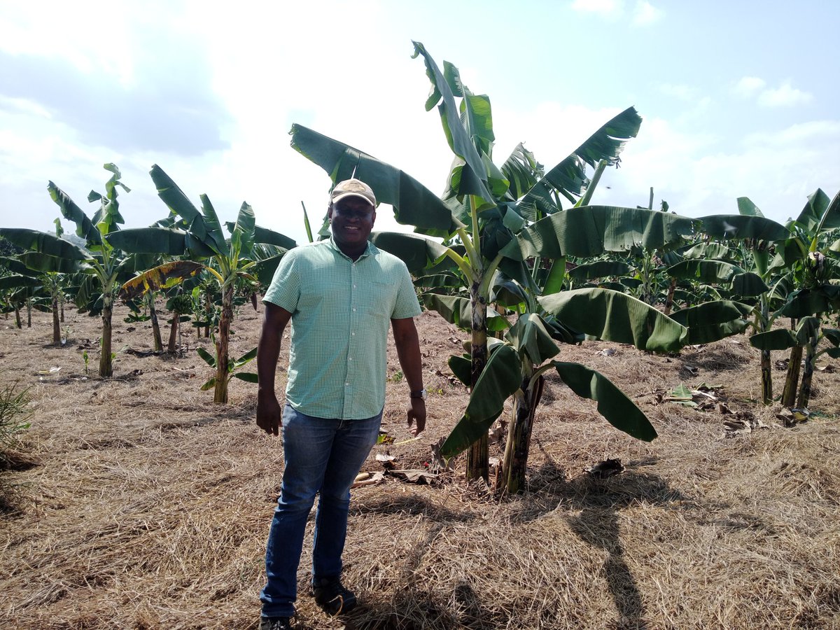 BOGEREMUZAMIRU's tweet photo. Enhancing climate resilience through People centered approach in Climate change adaptation

Rwobushumi Women's Group in in  Mubende District  established 3 acres of banana suckers and have so far sold off 10 bunches at a cost of 300,000/= @OPMUganda, @UNEP,@adaptationfund https://t.co/WWO4O4xPVj