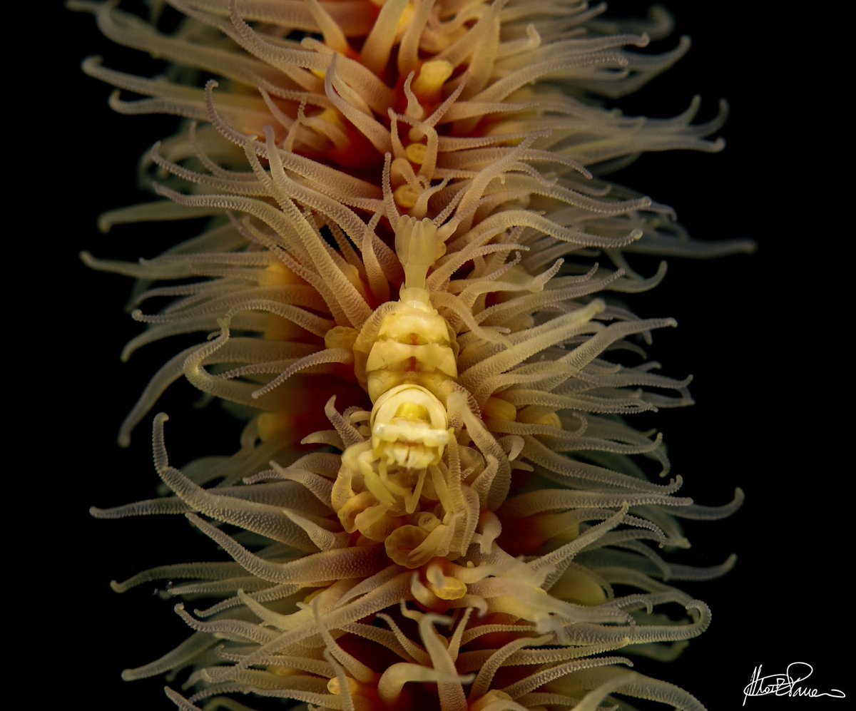 Marta Panero tweet media