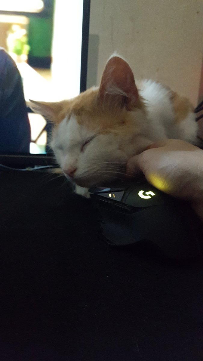 WazerBattle's tweet photo. Going to leave thos here whilst i sleep goodnight guys #kick #KickStreaming #KickStreamers #smallstreamers #SmallStreamersConnectRT @SmallStreamersR #sleep #cat #gingercat #mustardbethename #meow #catvsmouse #mouse #gaming #gamingcommunity https://t.co/BP0sex7agp