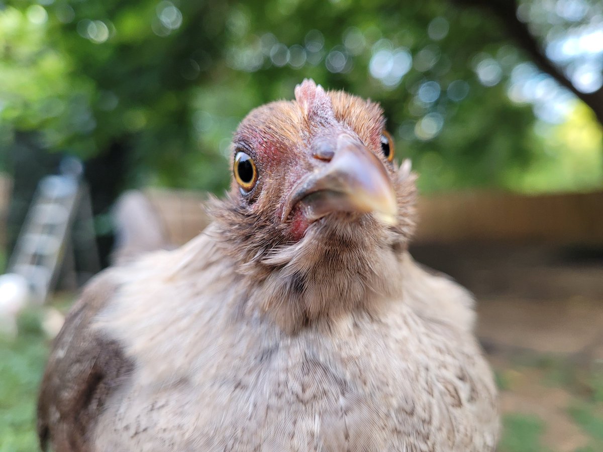 mellifexfarm's tweet photo. her name is mouse and she has never though of anything https://t.co/FEcASh44go