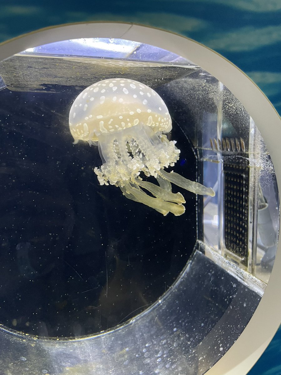 愚痴ばっかやだから
わたしの大好きなかわいい
クラゲみて。

脳みそないからなんも考えんでいいし
亡くなった後は
水に自然に還っていくんだよ。

なんて地球に優しい生き物なの。

勝手に争って地球まで
破壊してる人間とは大違い。

だからわたしは
生まれ変わったら
海月になりたいのだ。