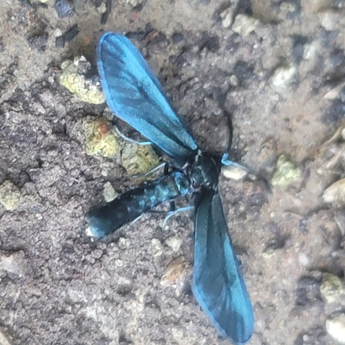 saunieindiego's tweet photo. Grapeleaf skeletonizer (Harrisina americana)
It was MORE blue than these photos show. Strange find, as I don't grow grapes. #Lepidoptera
#NotAMonarch https://t.co/EgqYoJ05rc