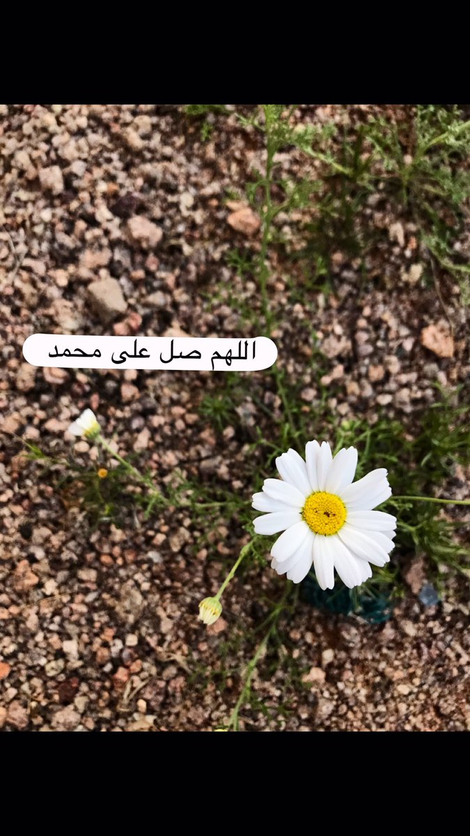 ll_ii666's tweet photo. اللهم صل على محمد

#يوم_الجمعه https://t.co/xw26aFj5ab